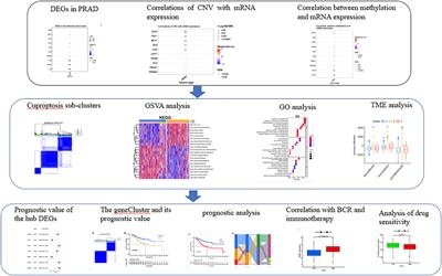 Frontiers | Identification Of Cuproptosis -related Subtypes, The ...